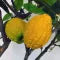 Citron