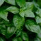 Basil