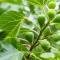 Fig Leaf