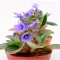 Violet leaf