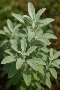 Sage
