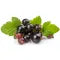 Black Currant