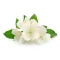 Jasmine