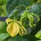 Ylang Ylang