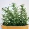 Rosemary