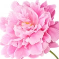 Peony 